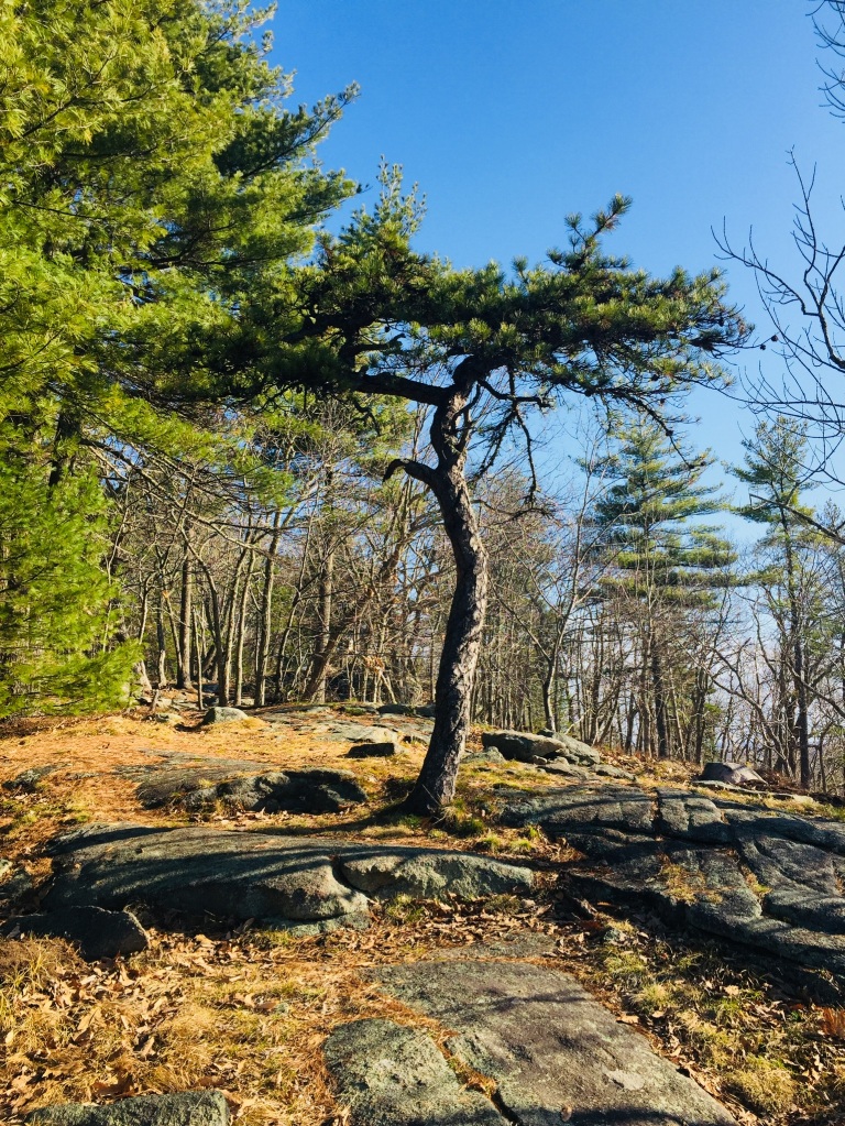 Tree on Second Hill, Mount Agamenticus